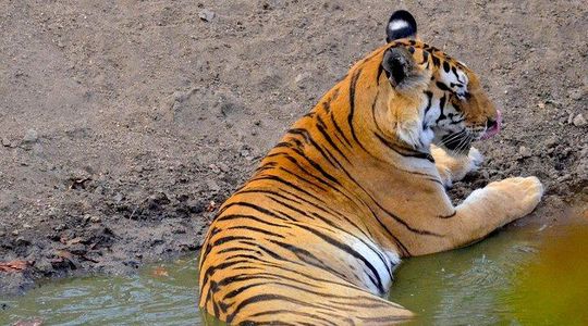 Wild life tour in Chennai with guide and private car