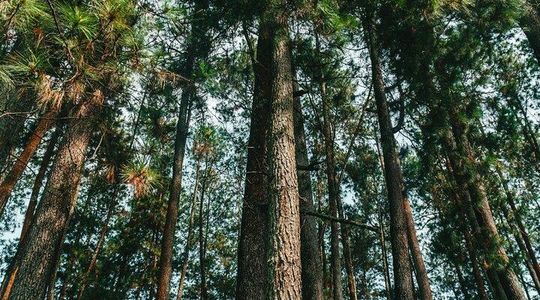 7 Hour Private Bandung City Tour