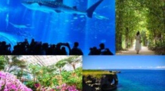 Okinawa HIP-HOP BUS B - 2 Course Tour (Okinawa Churaumi Aquarium)