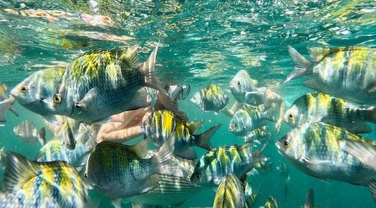 Local Adventure Snorkeling in Majahuitas and Relaxation Day on the Beach