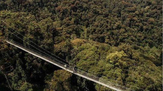 1 Day Canopy Walk Adventure in Nyungwe Forest National Park