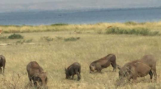 3 Day Murchison Falls NP Wildlife Tour, Chimps & Rhino Tracking.