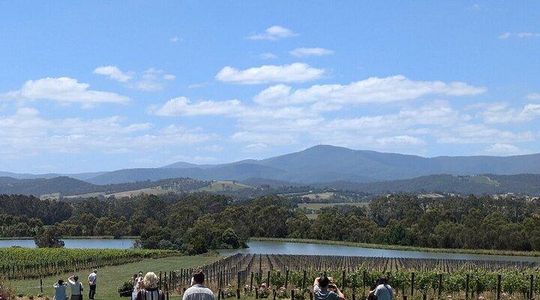 Cruise Ship Friendly Yarra Valley Wine Tour with Port Pickup