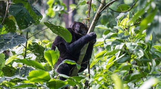 From Kigali: 1-Day Uganda Gorilla tracking experience