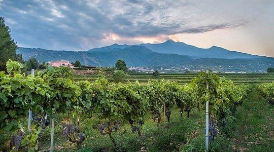 Transportation to Etna Wine Tasting from Messina