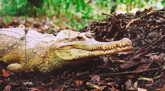 Sarawak Jong Crocodile Farm Educational Tour from Kuching