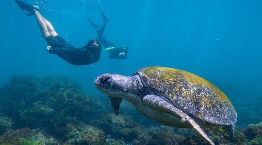 Snorkel with Turtles Gold Coast