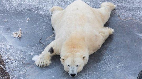 From Rovaniemi: Family Friendly Visit to Ranua Wildlife Park
