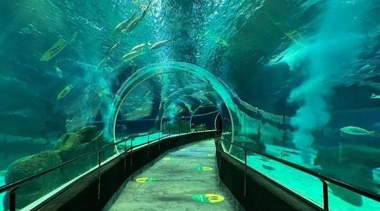 Tour Privado - Boulevard Olimpico + Aquario