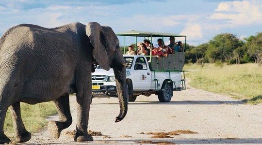 Safari in Etosha national park with professional tour guides born in Etosha.