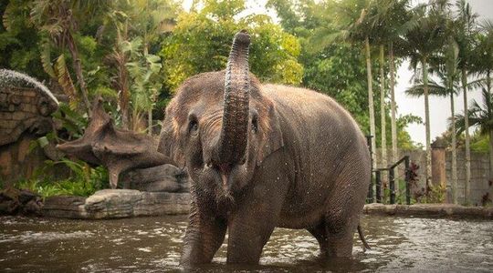 Australia Zoo Private Group Tour from Brisbane