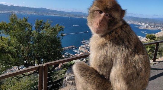 Gibraltar Sightseeing: Sunset Panoramic and Monkey Tour