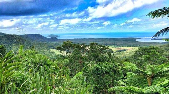 Private Cape Tribulation and Mossman Gorge Day Tour