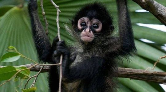 Private Tour Coba Ruin Punta Laguna Monkey Spider Cenote Mayan Village