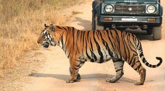 Private Tiger Safari to Panna National Park from Khajuraho