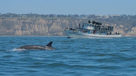 San Diego Whale Watching & Dolphin Cruise