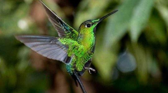 Mindo Cloud Forest Private Tour: Chocolate, Coffee, Birds, Nature