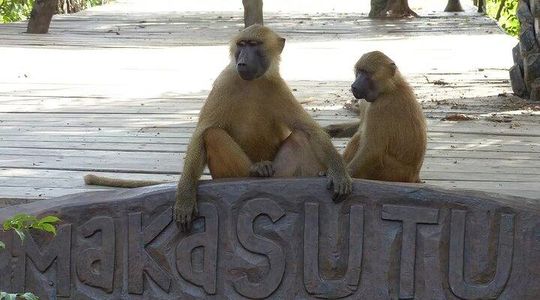 Makasutu Eco Adventure: Forest Walk, Boat Trip & Palm Juice