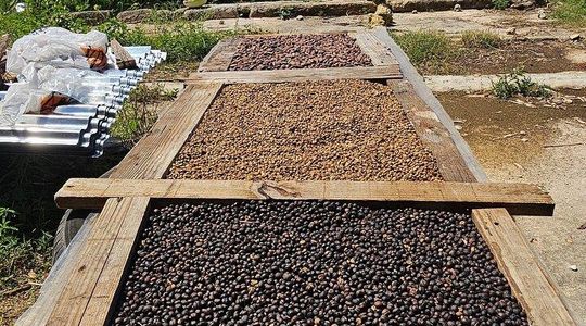 Chocaci House Punta Cana (coffee, chocolate and cigar plantation)