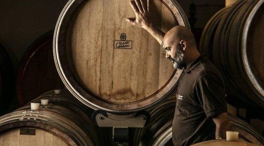 Half Day Wine Experience Tour from Ravenna