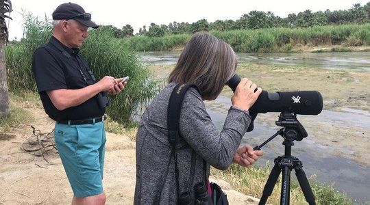 Birding San Jose Estuary Los Cabos Mexico