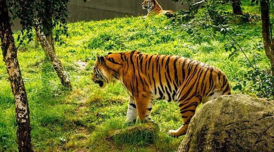 Dublin Zoo Skip-the-line Tickets and Private Transfers