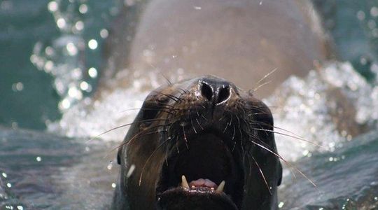 Swimming with Sea Lions in Lima