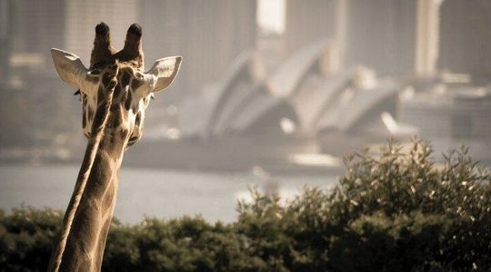 Taronga Zoo Entry & Sydney Harbour 2-Day Hop On Hop Off Cruise