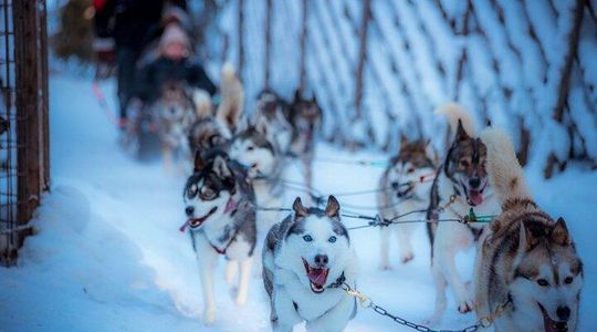 Arctic Animals Combo Safari, Reindeer and Husky Adventure