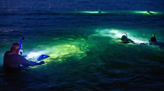 Guided Night Snorkeling in Roatan