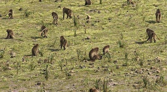 Day trek to Simien Mountains