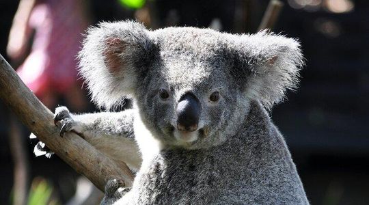 4 Days Great Barrier Reef, Kuranda, Daintree & Tablelands Cairns