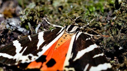 Filerimos Hill & Butterflies Valley Adventure!