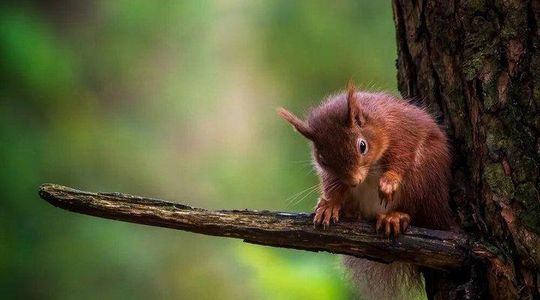 Private Tour: Trossachs and Scotland's Atlantic Rainforest