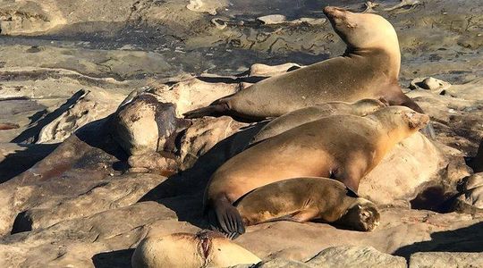 The La Jolla Tour