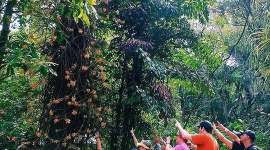 A Journey Through Carambola Gardens & Optional Beach Time or West End Shopping