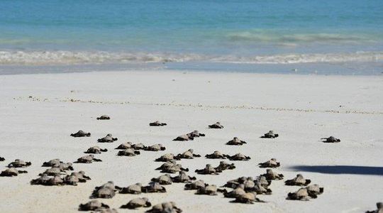 Visit Two Lagoons Island and its White Sandbank Iranja