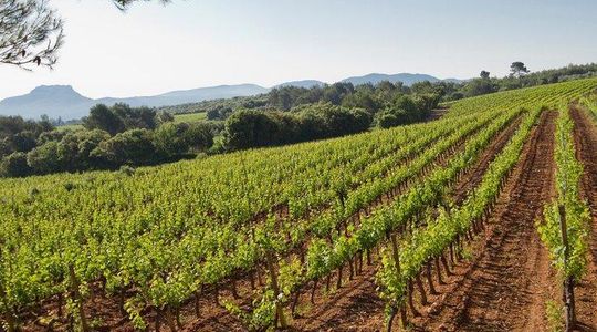 Private Day Trip: Wine Tasting Tour with Picnic Lunch From Cannes