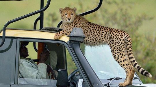 10 Days Kenya Photographic Safari Package