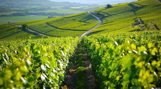 Excursion to the Champagne region and Wine Tasting
