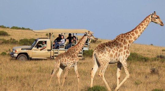 3 Day Garden Route's Best Highlights with Safari from Cape Town