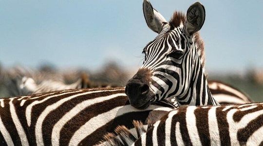 Tarangire National Park Day Tour