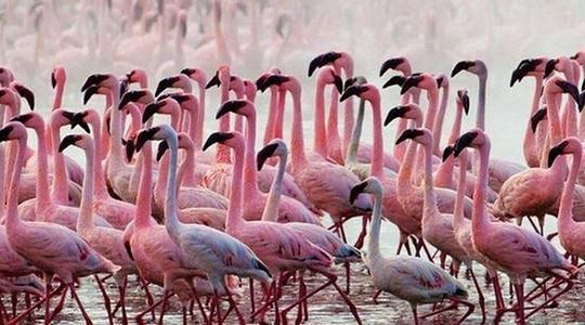 Private Day Tour to Lake Baringo from Nairobi