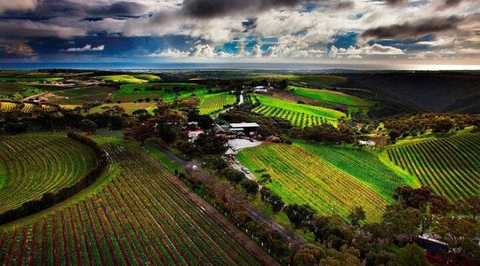 Private Tour of Rojina's Fleurieu in McLaren Vale