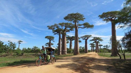 Morondava Day Tour to Kirindy Park and Baobab Avenue