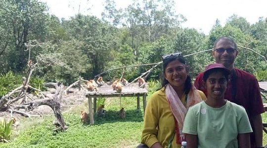Full-Day Sepilok Orangutan and Proboscis Monkey from Sandakan or Kota Kinabalu