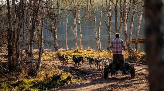 Autumn Husky Experience with Cart Ride and Photographer