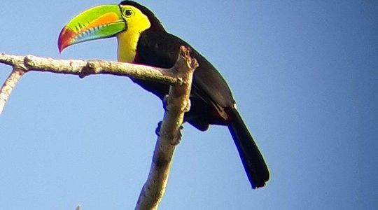 Ancon Hill Walking Tour: Sloths, Wildlife & Panama City Views