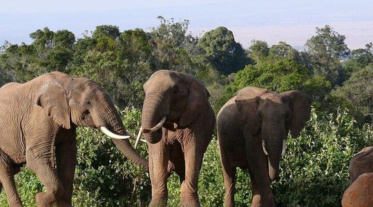 Scenic Day Trip to Aberdares National Park