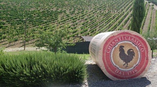 Small group Tuscan Wineries, Olive Oil & Gourmet Lunch or Dinner